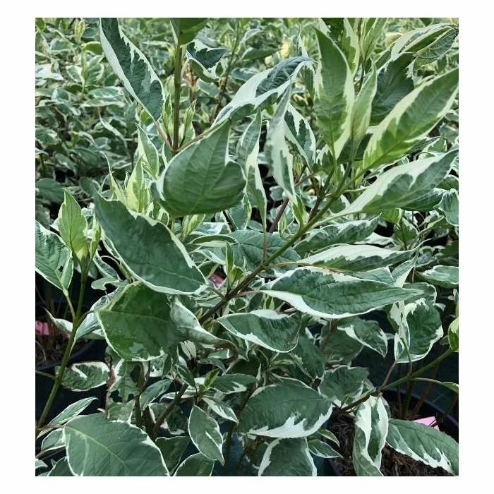 Cornus alba 'Elegantissima' | Red-barked Dogwood | 10L Pot | 90-120cm - Image 4