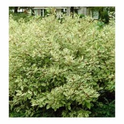 Cornus alba 'Elegantissima' | Red-barked Dogwood | 10L Pot | 90-120cm