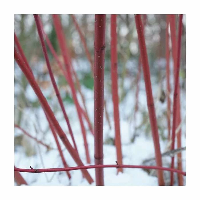 Cornus alba 'Elegantissima' | Red-barked Dogwood | 10L Pot | 90-120cm - Image 2
