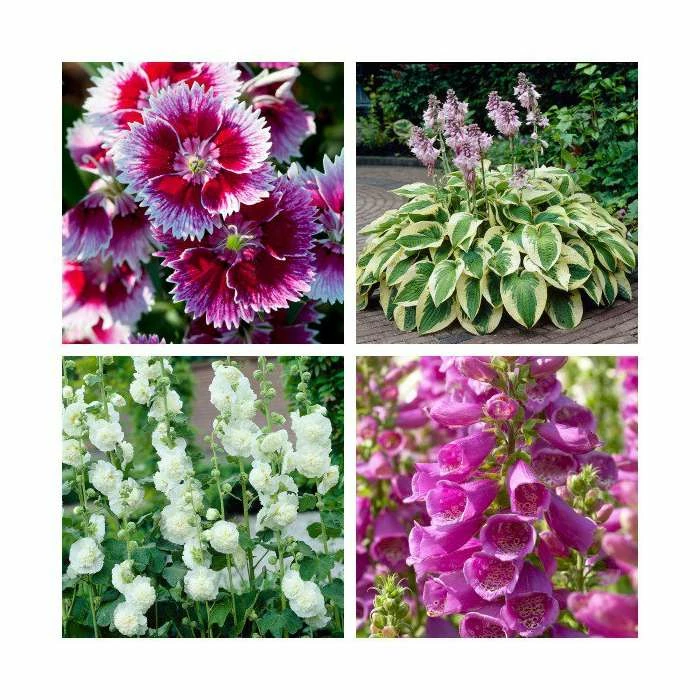 8 x Perennials (Lupin, Hosta, Digitalis, Dianthus, Alcea) | 1L Pots