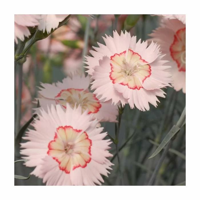 Dianthus Cocktail 'Tequila Sunrise' | 2L Pot