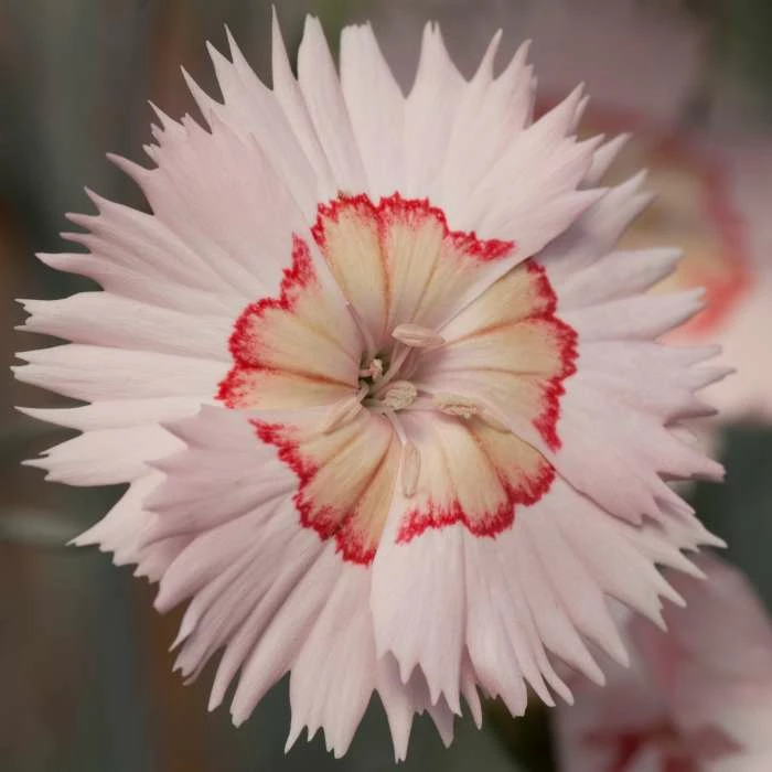 Dianthus Cocktail 'Tequila Sunrise' | 2L Pot - Image 2