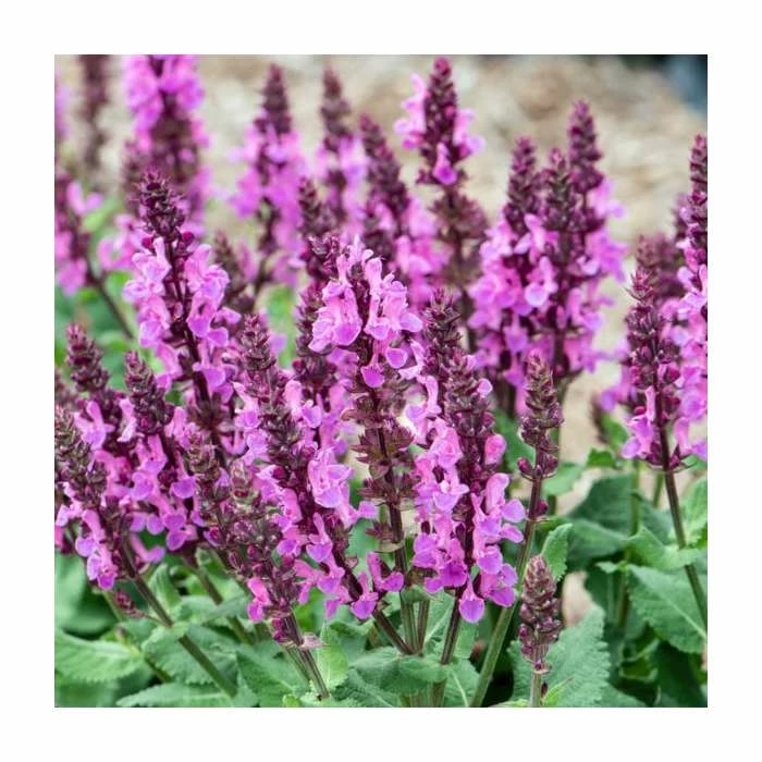 Salvia nemorosa 'Rose Marvel' | Wild Sage - Image 2