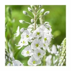 Veronica 'Tissington White' | 2L Pot
