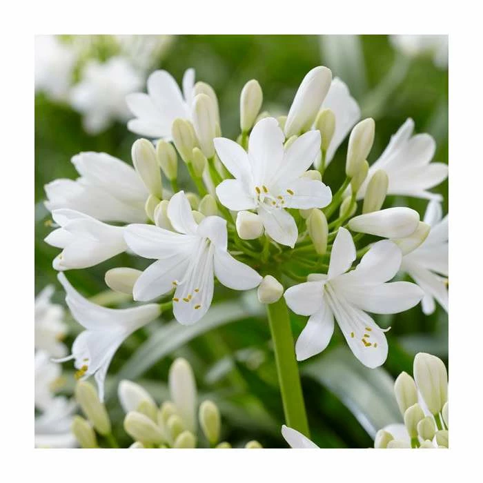 Agapanthus 'Ever White' | 3L Pot - Image 2