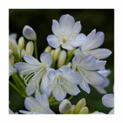 Agapanthus 'Silver Baby' | 3L Pot