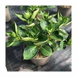 Hydrangea 'Rendez-vous Romantique' | 5L Pot