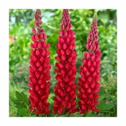 Lupin 'Beefeater' | 5L Pot | West Country