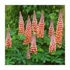 Lupin 'Salmon Star' | 5L Pot | West Country