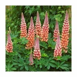Lupin 'Salmon Star' | 5L Pot | West Country