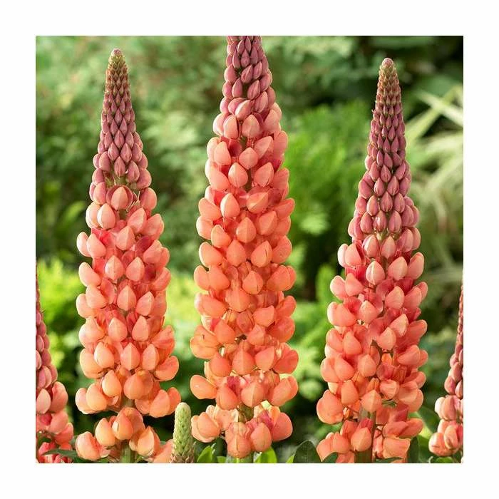 Lupin 'Salmon Star' | 5L Pot | West Country - Image 2