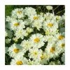 Leucanthemum 'Victorian Secret' | 3L Pot