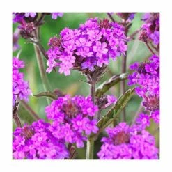 Verbena rigida | Slender Vervain