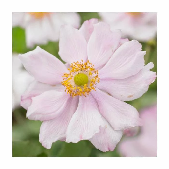 Anemone 'Queen Charlotte' | 3L Pot