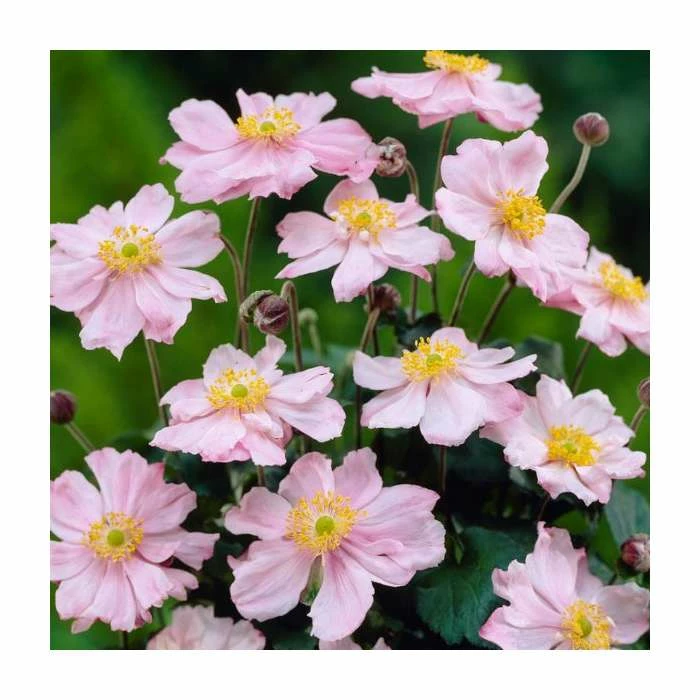 Anemone 'Queen Charlotte' | 3L Pot - Image 2