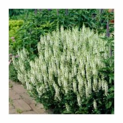 Salvia 'Bumblesnow' | 13cm Pot