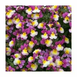 Nemesia Sundae 'Forest Fruits' | Bedding | 5 x Large Plugs