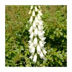 Digitalis purpurea 'Albiflora' | 10.5cm Pot