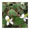3x Heart Shaped Houttuynia Houttuynia cordata - 9cm Pots