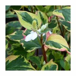 Orange Peel Plant | Houttuynia cordata