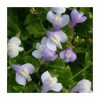 Blue Mazus | Mazus reptans