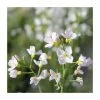 Cuckoo Flower | Cardamine pratensis