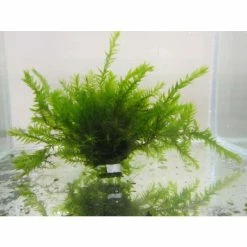 5 Bunches of Water Moss Fontinalis antipyretica (oxygenating)