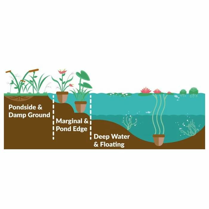 3x Common Cotton Grass Scirpus angustifolium - 9cm Pots - Image 3