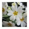 3x White Primrose Primula vulgaris - 9cm Pots