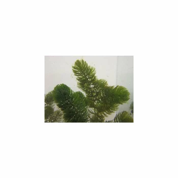 5 Bunches of Hornwort Ceratophyllum demersum