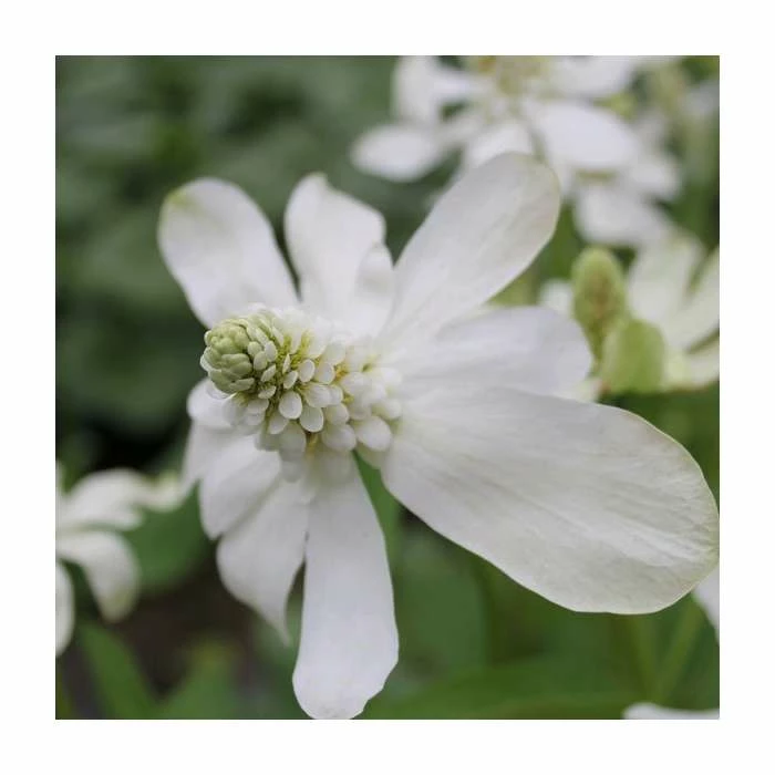 Apache Beads | Anemopsis californicum - Image 2