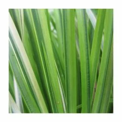 Slender Sweet Flag | Acorus gramineus 'Ogon'