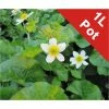1L Marsh Marigold 'Alba' Caltha palustris alba