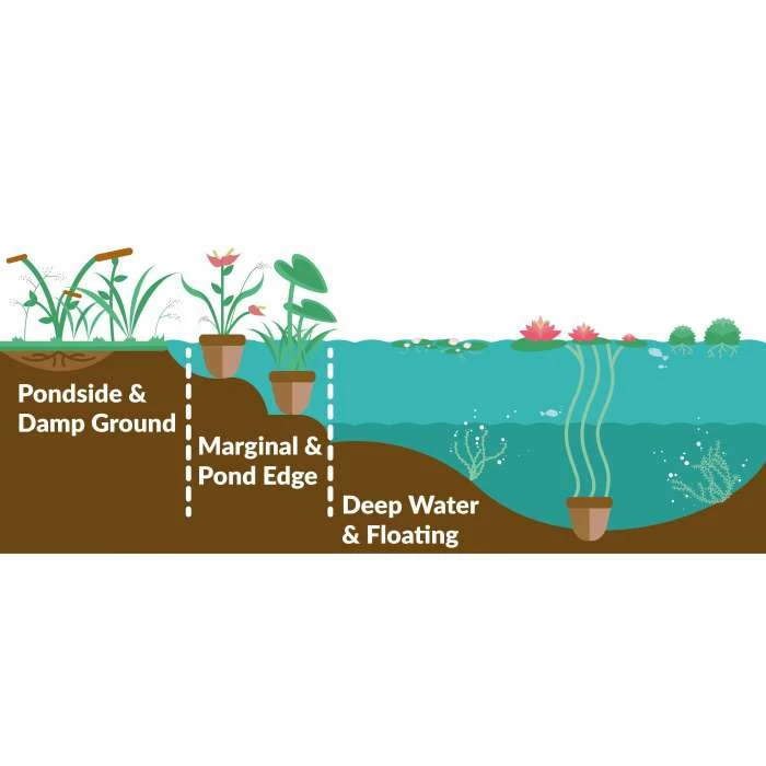 Orange Peel Plant | Houttuynia cordata 'Chameleon' - Image 3