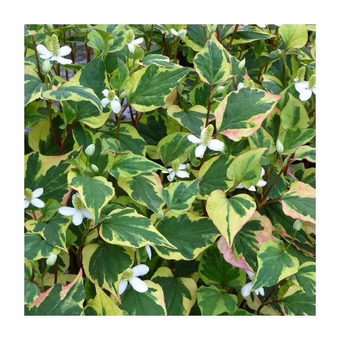 Orange Peel Plant | Houttuynia cordata 'Chameleon' - Image 2