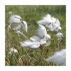 1L Common Cotton Grass Eriophorum angustifolium