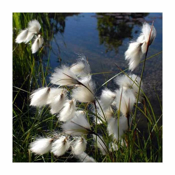 1L Common Cotton Grass Eriophorum angustifolium - Image 2