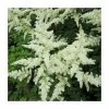 1L Spirea White Astilbe Arendsii White