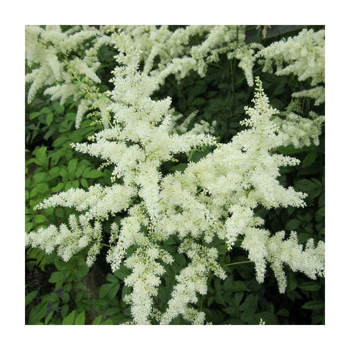 1L Spirea White Astilbe Arendsii White