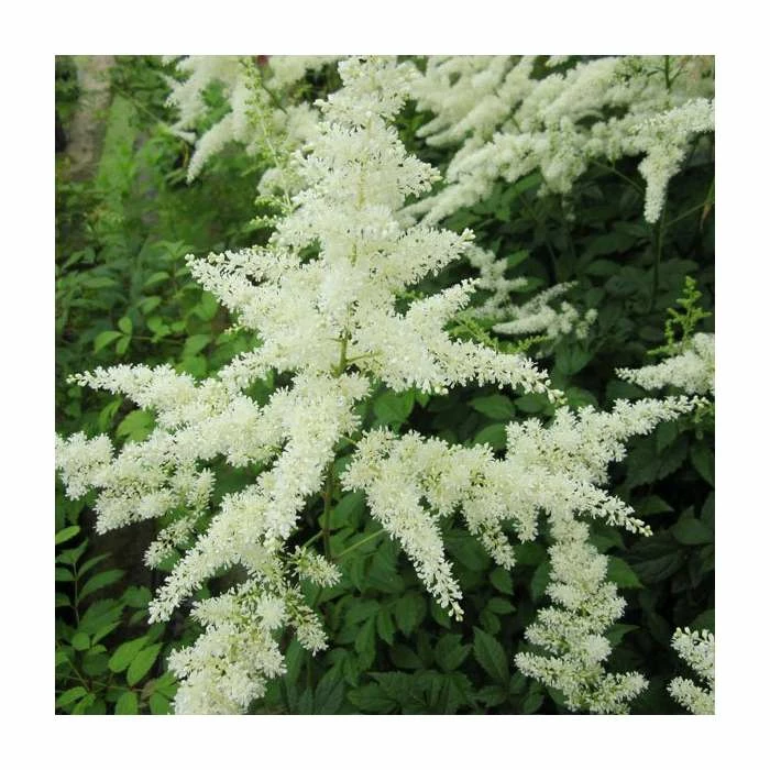 1L Spirea White Astilbe Arendsii White - Image 2