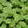 1L Variegated Pennywort Hydrocotyle Variegata