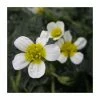 Common Water Crowfoot - Ranunculus aquatilis - Bunch of 5