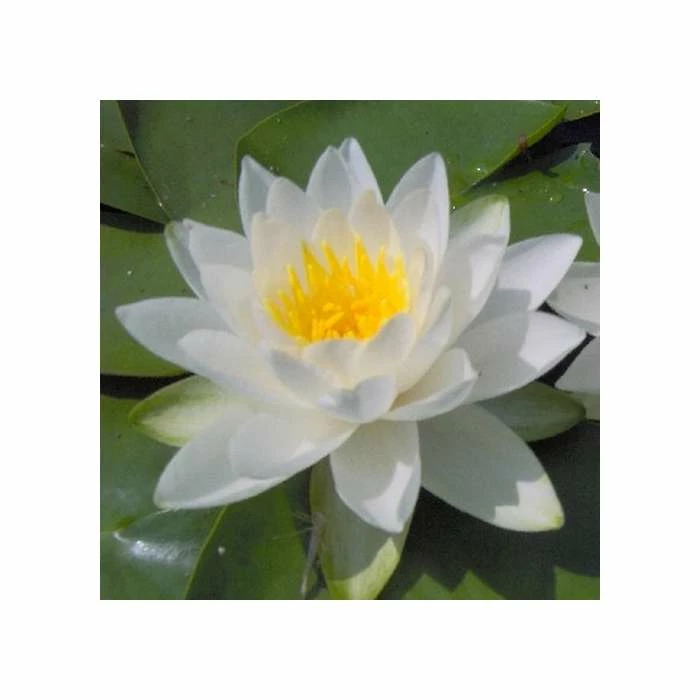 Nymphaea virginalis | Water Lily - Image 2