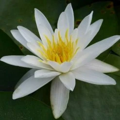 Nymphaea 'Alba' | Water Lily