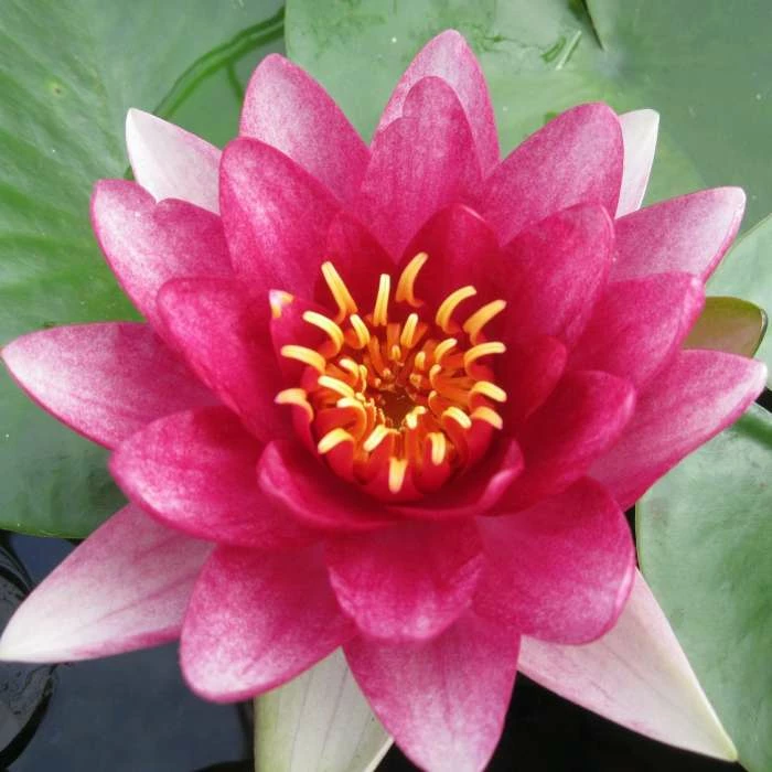 Large Water Lily 'Conqueror' Nymphaea 'Conqueror' - 3L Pot - Image 2