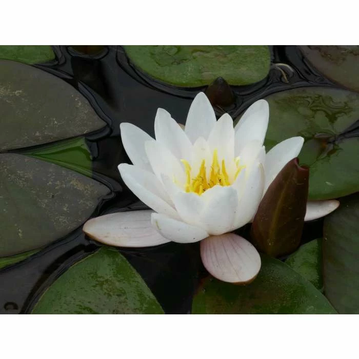 Nymphaea 'Marliacea 'Carnea' | Water Lily - Image 3