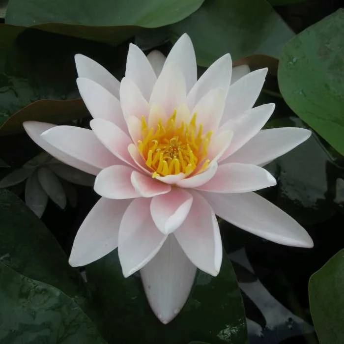 Nymphaea 'Marliacea 'Carnea' | Water Lily