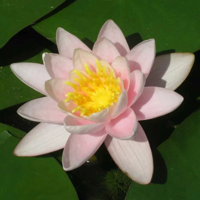 Nymphaea 'Marliacea 'Carnea' | Water Lily - Image 2