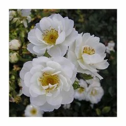 Newly Wed' Patio Rose - 5.5L Pot