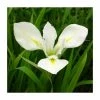 Large Louisiana Iris 'Her Highness' Iris Louisiana 'Her Highness' - 3L Pot